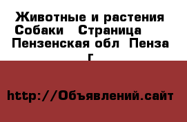 Животные и растения Собаки - Страница 12 . Пензенская обл.,Пенза г.